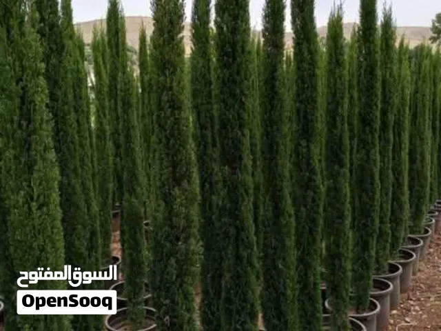 زراعة سرو جولد ستار ليمون عنب مشمش توت تين
