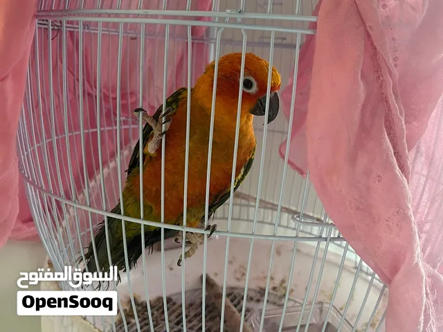 صن كيور للبيع