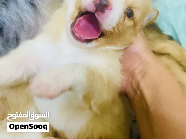 استرليان شبرد