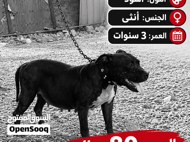 للبيع انثى بيتبول
