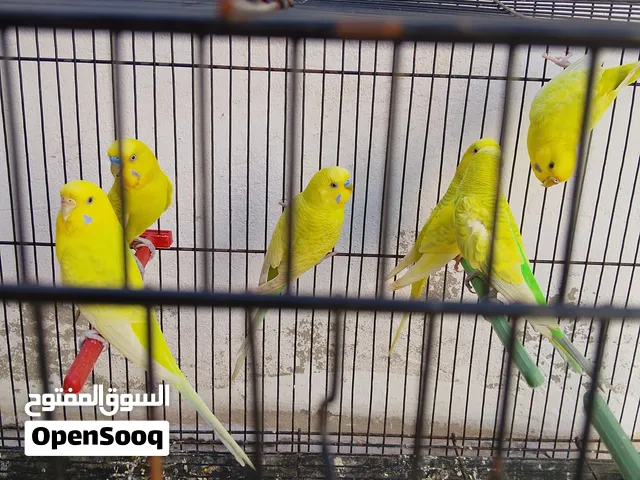 ثلاثة كوبيات باغالينو مشاء الله تبارك الرحمن الصحة ممتازة