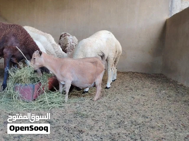 عنز كردية للبيع