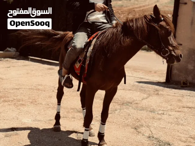مهر العمر سنتين وشوي ما شاء الله للبيع