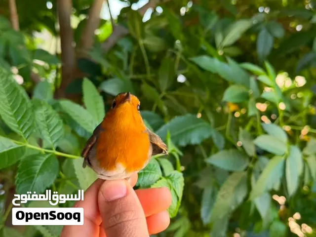 طيور بريه وجميله الصوت طائر الحنه الطرف ب 50 وقاب شحرور ب 400 دينار والطرف الرصاصي ب 50