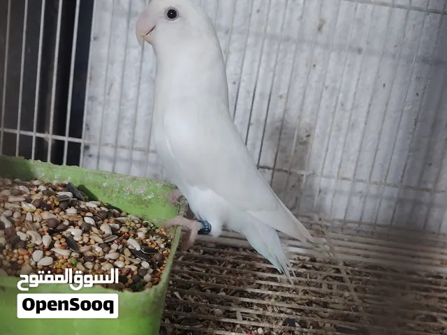 غندور روز البينو