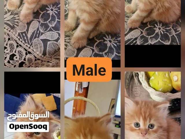 قطط بارسان للبيع العمر الحالي فالصورة 40يوم