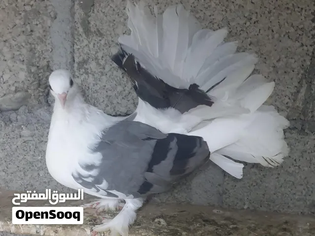 زوج حمام شماسي هندي