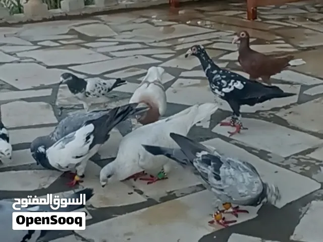 طيور حمام شامية