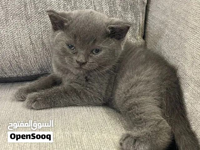 قطط كيوت للبيع (صغار)