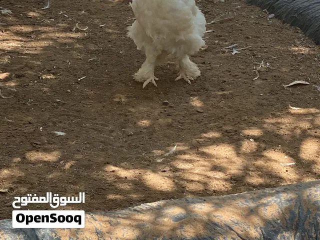 دجاج براهما
