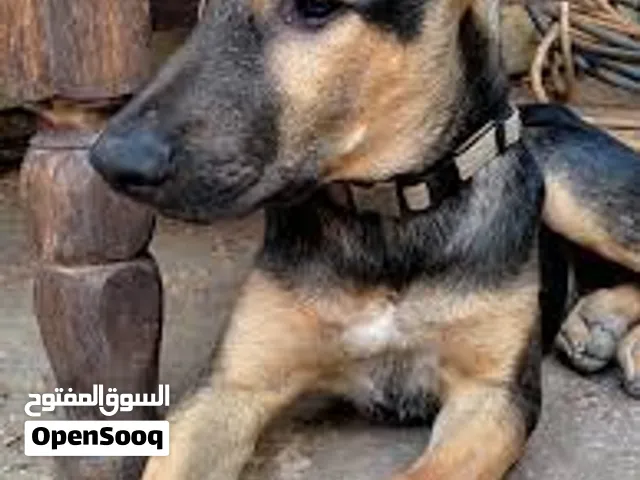 كلب جيرمني(الراعي الألماني German shepherd) أصيل للبيع – عمره 4 أشهر، صحة ممتازة وطابع اجتماعي رائع