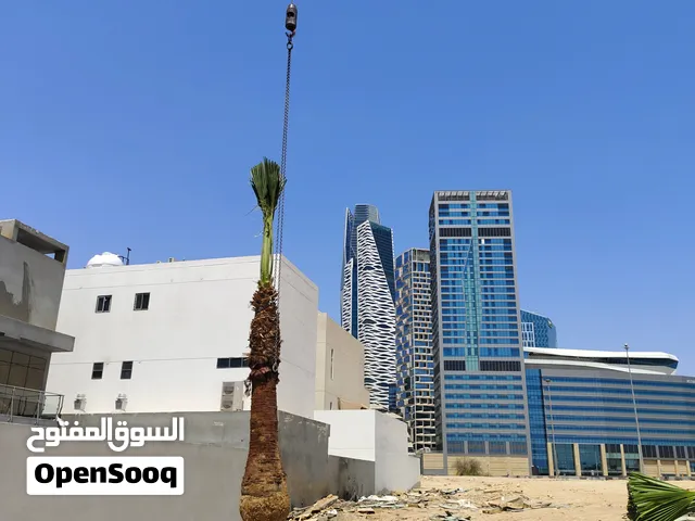 للبيع نخل واشنطونيا