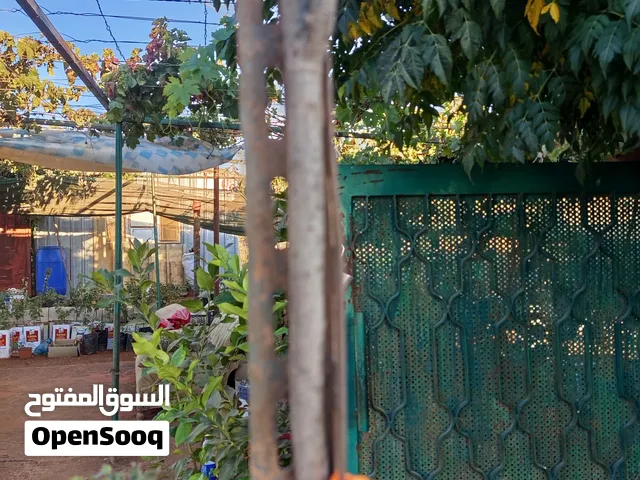 شجرة بلوط سنديان للبيع