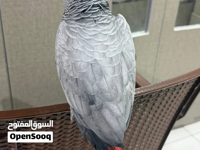 Casco african grey parrot