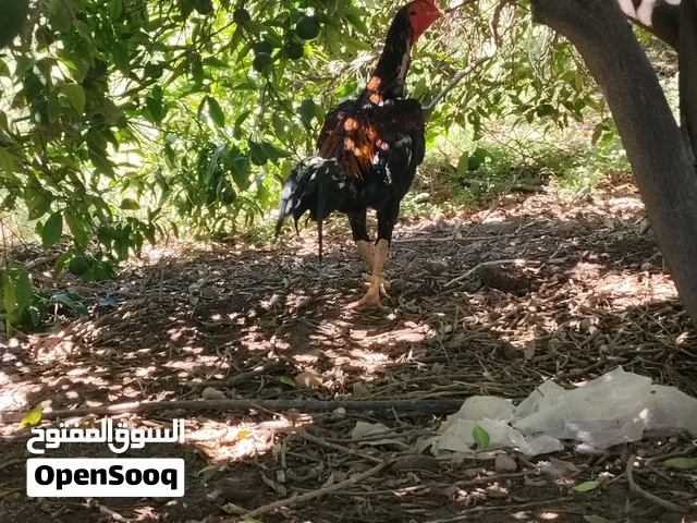 ديك باكستاني اصلي