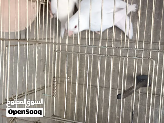 كوبيات روز البينو عين حمره للبيع