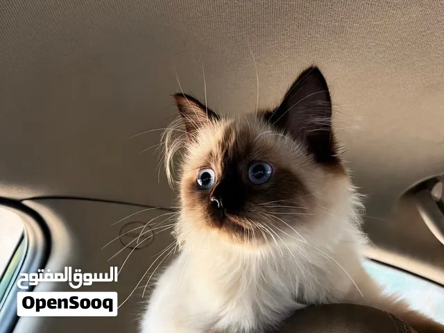 مطلوب منها للبيع ولا تبني