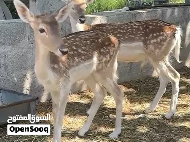 زوج غزلان فلودير