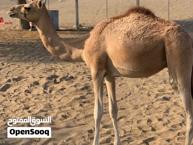 قعووود طيب