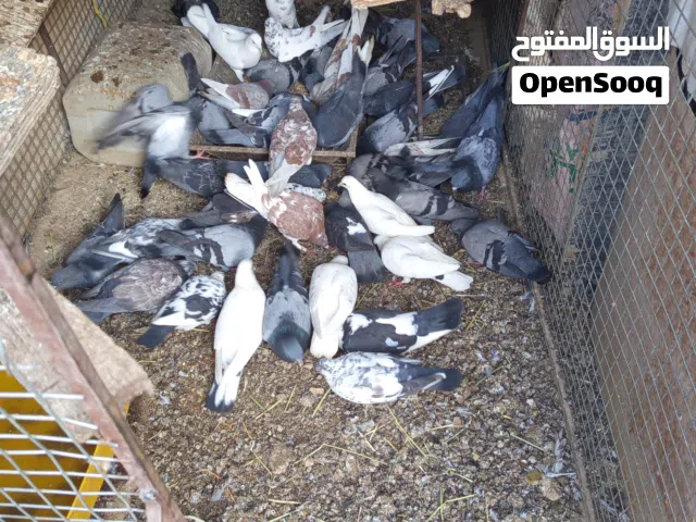 حــــــــــــــــــــــــقم عماني للبيع