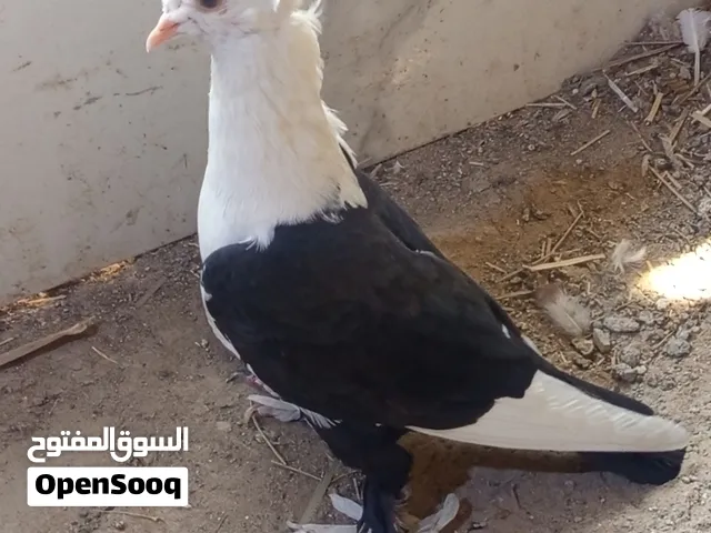 طير فحل كمرلي للبيع شرط النظافه والصحه والتبزير طير فول كلاش قوي وخشن سعره ب 8 آلاف