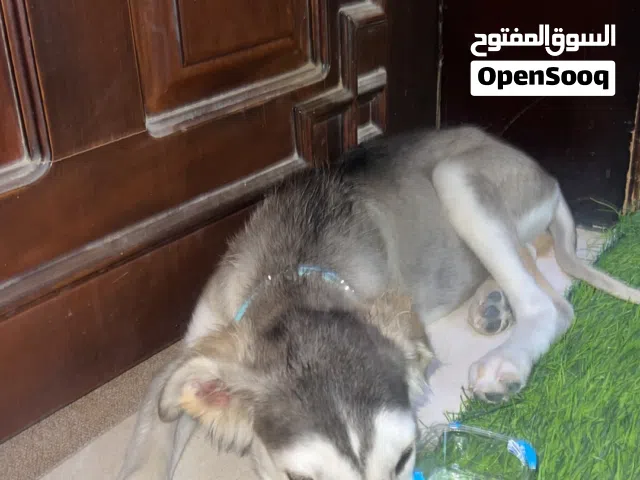 كلب سلق عربي بيور