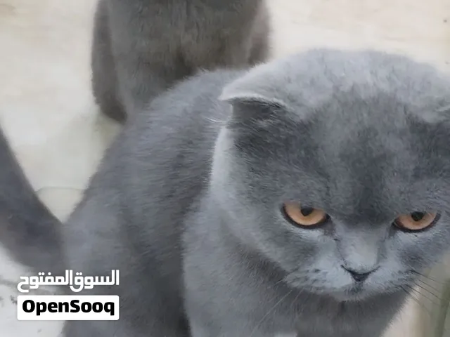 قطط زوج ويخلغن وفيديوهات موجودة..