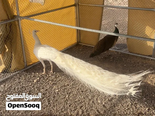 زوج طاووس الذكر ابيض والأنثى بني على اخضر