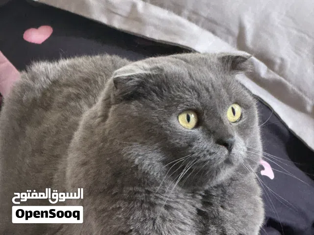 مطلوب انثى للتزاوج