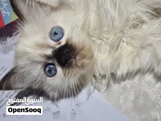هيمالايا شهرين