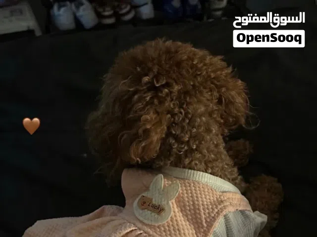 Female Toy Poodle