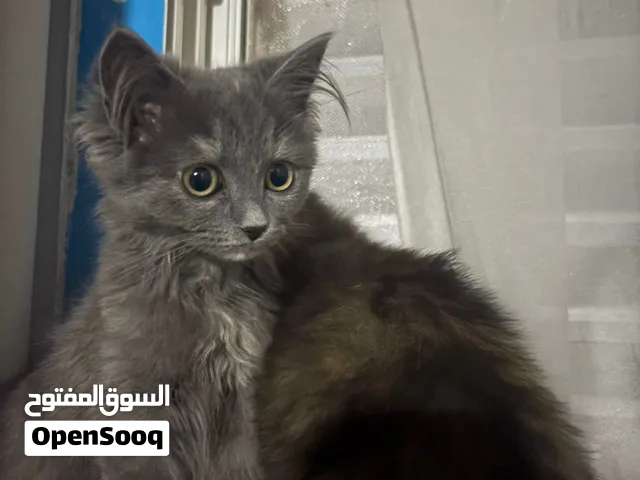 قطة للتبني شيرازية