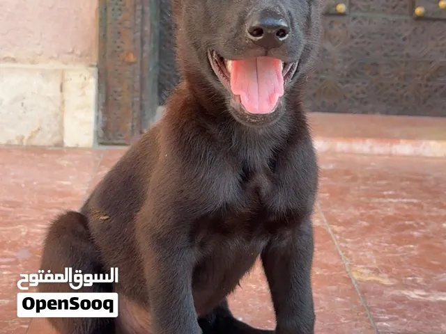 للبيع جراوة مالينوا العمر 6 اسابيع بنية طبيه وحجم