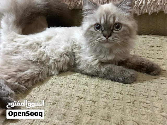 قط هملايا ذكر للبيع