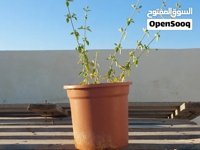 نبات القرنية، زعيتمان، اشتال، اعشاب