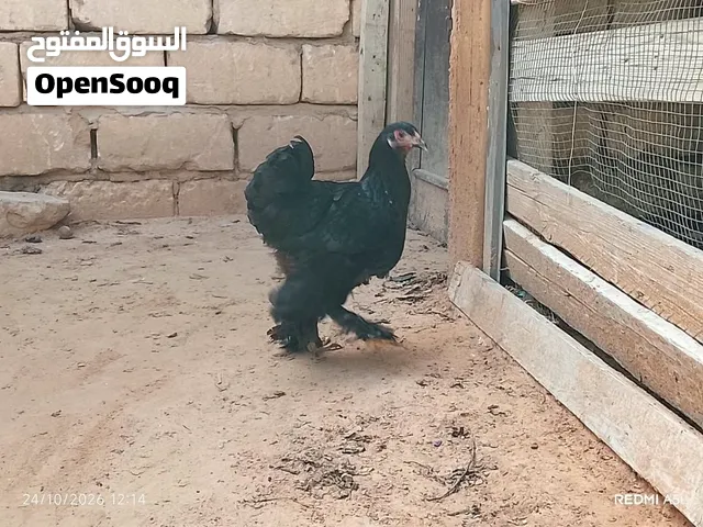 عتوقة براهما