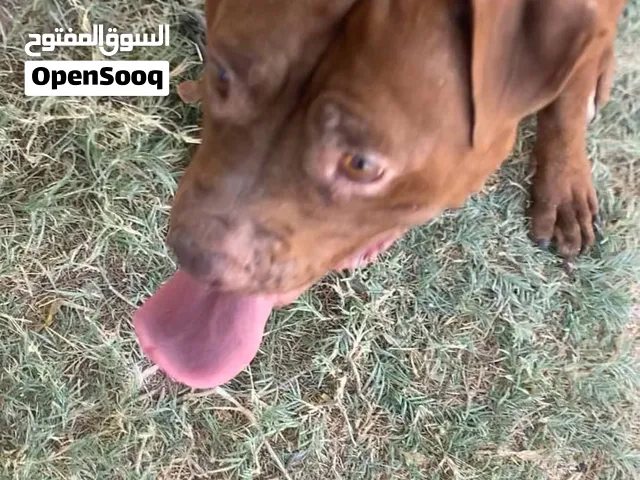 انثي بيتبول درجه عمر سنتين ونص
