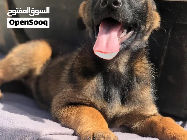 متوفر جراء بلجم مالينو  ذكور واناث المطعوم الأول وجرعه الدود مايكروشيب   التسليم في