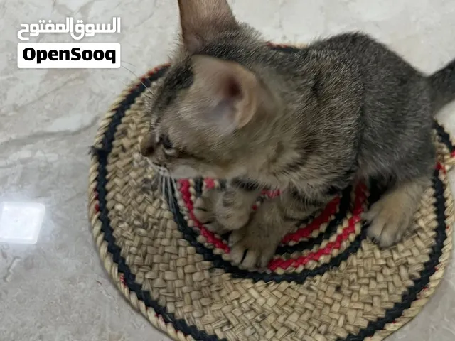 كتن هجينة شيرازي + بلدي للتبني