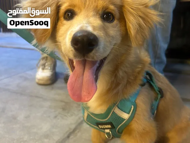 كلب للبيع للمهتمين فقط قابل لتفاوض