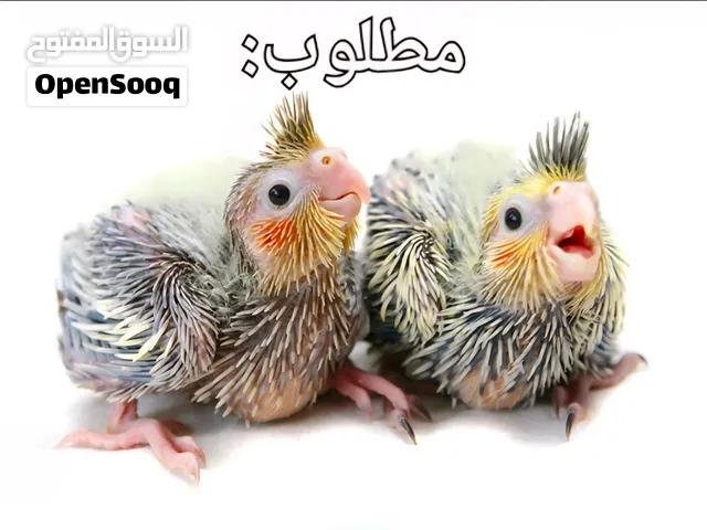 مطلوب: فرخ كوكتيل (ابوظبي)