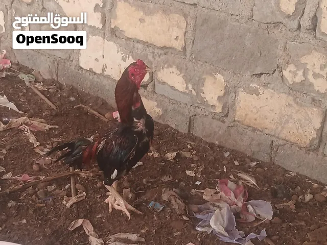 السلام عليكم طير باكستاني ما شاء الله حلو مطلوب له 30 نهايتي 25 من النهايه للبدل بتلفون
