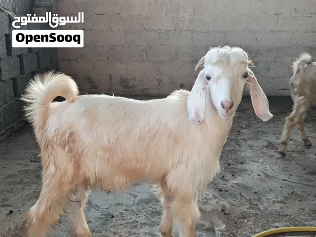 فلقة توم تيس وسخله تهجين باكستاني رحبي