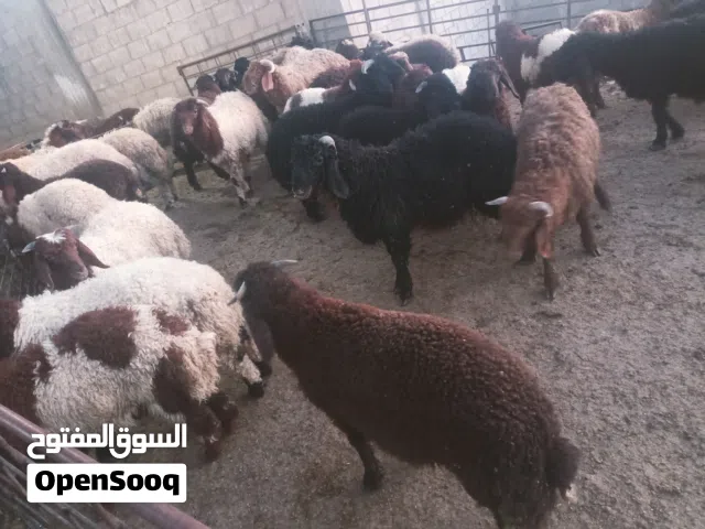 حراق اسعار شهر رمضان الكريم حرق اسعار رن علي وانت الكسبان
