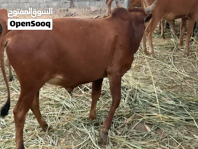 ثور للبيع العمر سنتين