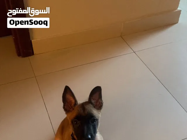 منلوا العمر ثلاث شهور ذكر الدم حار
