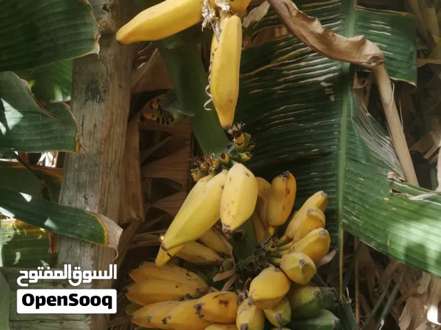 يوجد فسايل موز