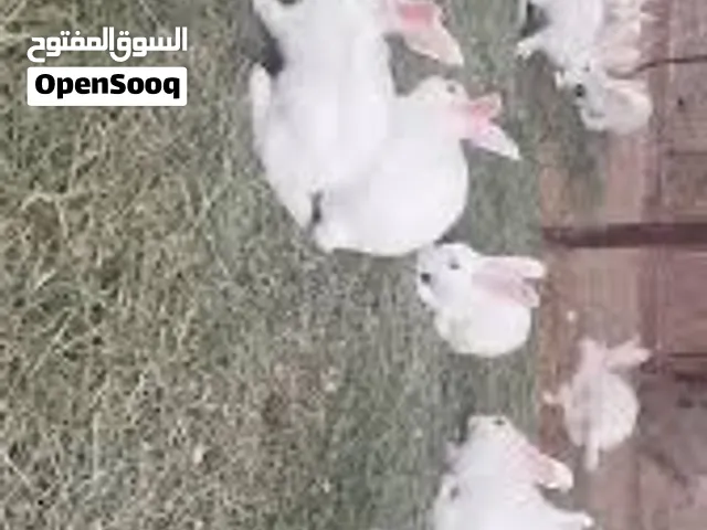 جوز فرنسي للبيع