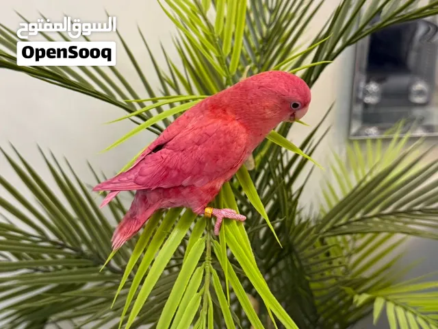 عصفور روز اليف جدا ولعوب مع الأطفال
