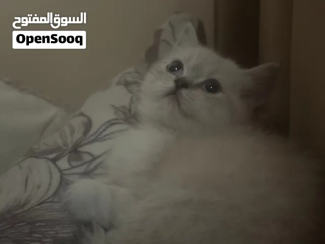 برتش انثى عيون زرق